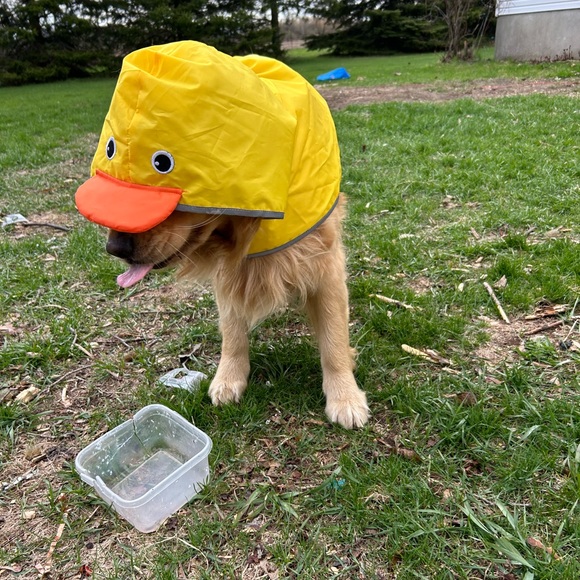 Meet your Posher, Jessica - Picture 1 of 1